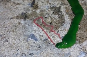 VIDEO YouTube - Strano verme verde sui fondali di Penghu, a Taiwan 