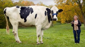 Blosom, la mucca alta 1,95 metri entra nel Guinness 