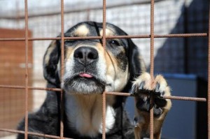 "Cani in esubero si abbattono": polemica su dichiarazione assessore Imola