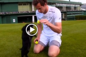 Andy Murray gioca e bacia i cuccioli di cocker