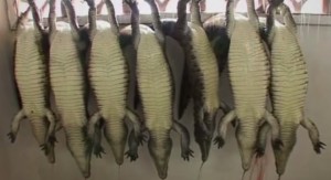 VIDEO YouTube - Hermes, coccodrilli macellati in Zimbabwe per borse. Video Peta