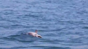 VIDEO YouTube: delfino morto in mare ad Ostia, la madre continua a mantenerlo a galla