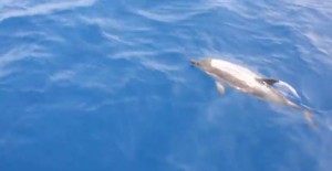 delfini tra Ponza e Ventotene. Turisti li riprendono dalla barca 