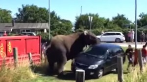 VIDEO YouTube: elefante rovescia una macchina dopo aver visto l'addestratore