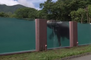 VIDEO YouTube, Giappone: gli elefanti nuotano in piscina nello zoo