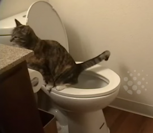 VIDEO YouTube: chi va in bagno e non tira l'acqua? Sorpresa: il gatto