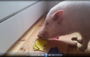 VIDEO: il maiale intelligente, guardate cosa fa...