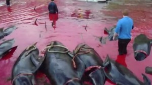 VIDEO YouTube: Isole Faroe, caccia alle balene: il mare si tinge di rosso 