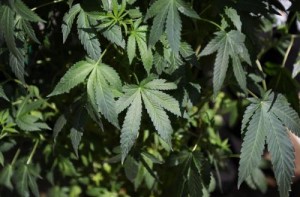 Napoli: amnesia boom, sos tra giovani per marijuana tagliata con eroina e acidi