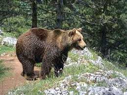 Piuro (Sondio), avvistato un orso sui monti della Val Bregaglia