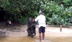 Scimmie abbandonate in Liberia, abbracciano il volontario che porta frutta e acqua
