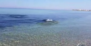 Video YouTube: squalo insegue preda fino a riva a Punta Prosciutto 