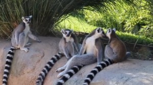 Lemuri, lontre e pinguini: al bioparco Zoom di Torino la bellezza della natura