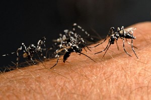 Zanzara tigre: ecco le province d'Italia più colpite