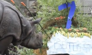 Bertus e Samir compiono 7 anni, festa per i 2 rinoceronti allo zoo Edimburgo