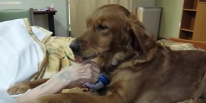 Video YouTube. Anziana, sola, muore in ospedale. E il cane... 