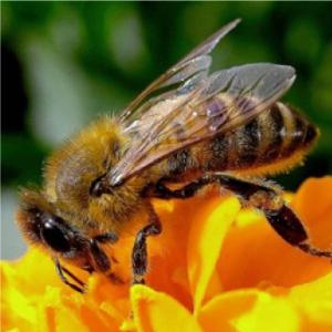 Sirolo (Ancona): punto da ape in bocca rischia di morire
