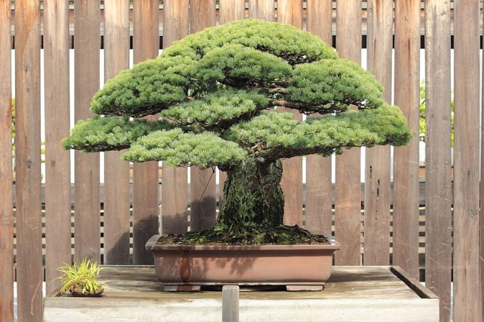 Il bonsai di 390 anni sopravvissuto alla bomba atomica di Hiroshima FOTO