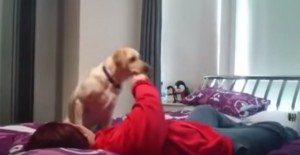  cane assiste padrona durante crisi epilettiche