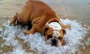 Colpo di calore nei cani, sintomi e cura