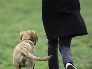 Roma, si salva da violenza sessuale grazie ai suoi cani
