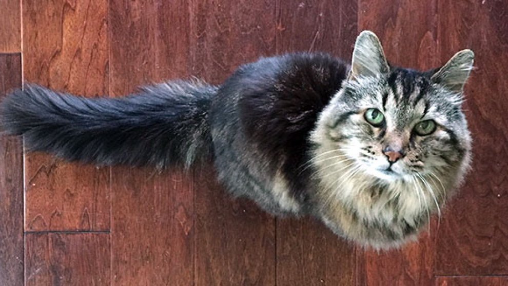 Corduroy è il gatto più vecchio del mondo: ha 26 anni