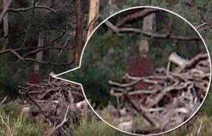Video Youtube - "Fantasma nel bosco": foto fake o realtà?