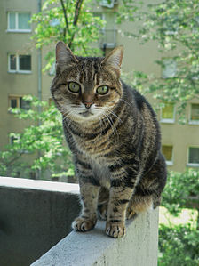 Un gatto soriano (foto Wikipedia)