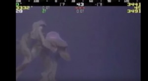 VIDEO YouTube - Medusa gigante a mille metri di profondità