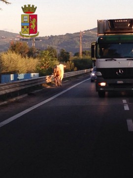 Perugia: toro sulla E45. A spasso tra auto e tir