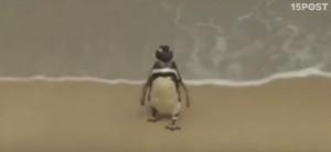 VIDEO YouTube Pinguini in Brasile. Hanno sbagliato corrente