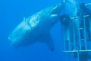 VIDEO YouTube, Deep Blue: lo squalo più grande mai filmato