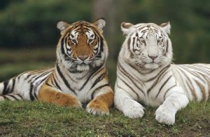 Tigri del Bengala
