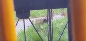 VIDEO YouTube - Orso sbranato da tigri allo zoo