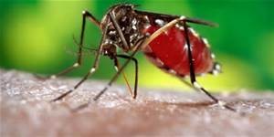 La zanzara Aedes Aegypti