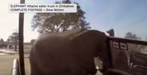 VIDEO YouTube - Safari in Zimbabwe: elefante attacca jeep