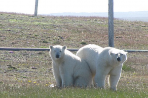 VIDEO YouTube - Orsi polari accerchiano ricercatori russi