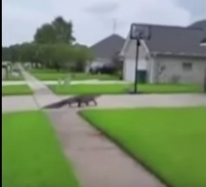 alligatore esce da fogna e bussa a porta casa