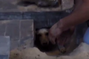 VIDEO YouTube - Cane sepolto vivo, salvo dopo 2 giorni
