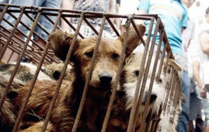 Cina, governo: "Uccidete vostri cani o veniamo coi bastoni"