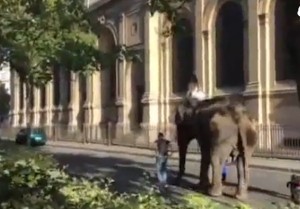 Elefante a spasso per Parigi: panico, poi si capisce...VIDEO