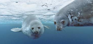 Ue vieta caccia a foche, ma non per inuit. "E' loro cultura"