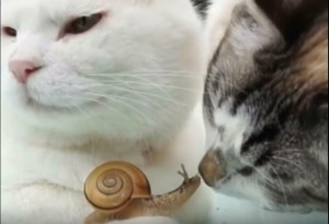 VIDEO YouTube. Due gatti e una lumaca: felini curiosi...