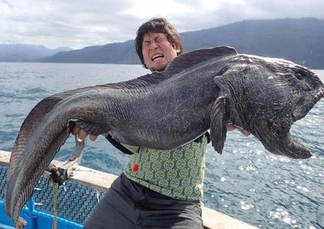 Pesce lupo mostro di 2 metri in Giappone. Effetto Fukushima?