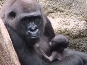 VIDEO YOUTUBE Mamma gorilla culla il suo cucciolo morto