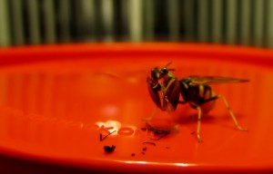 la mantide volante che mangia la mosca 