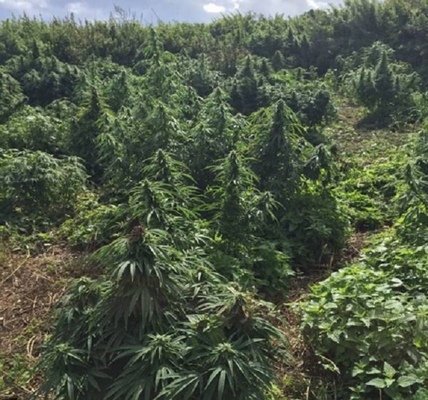 Marijuana, scoperta una "foresta" in un parco pubblico FOTO
