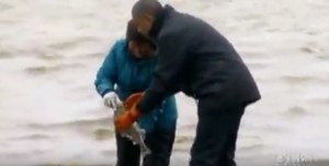 VIDEO YouTube, Obama: salmone depone uova sulle sue scarpe