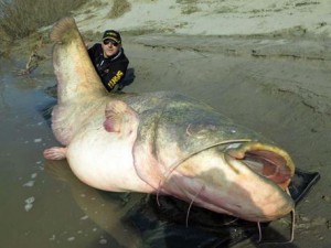 Mantova: pesce siluro da 1,70 metri non entra nel furgone