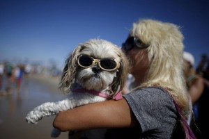Surf City Surf Dog: cani sulla cresta dell'onda